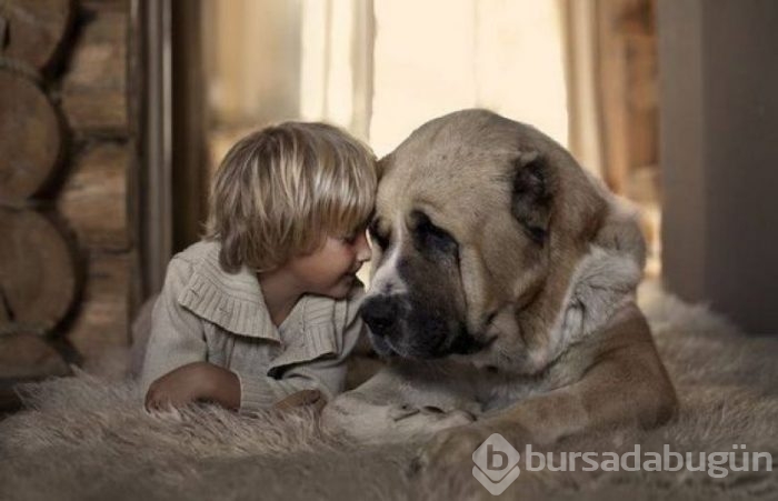 Bebek ve köpeklerin muhteşem dostluğu
