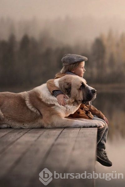 Bebek ve köpeklerin muhteşem dostluğu
