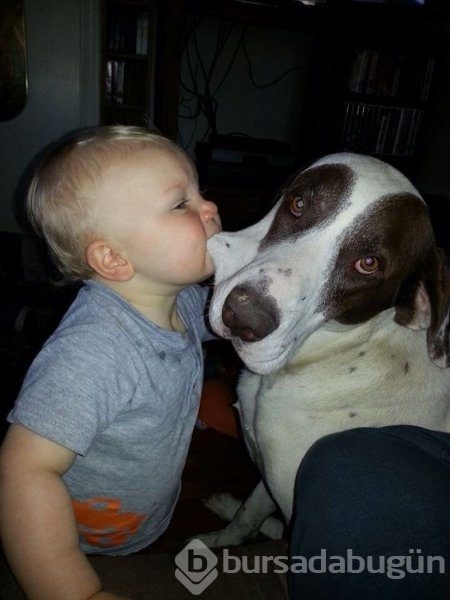 Bebek ve köpeklerin muhteşem dostluğu
