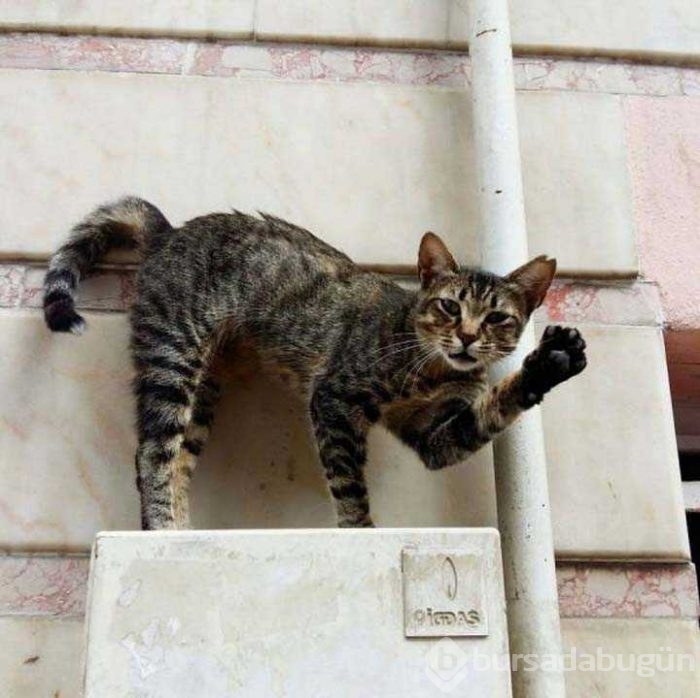 Günün en çok paylaşılan fotoğrafları
