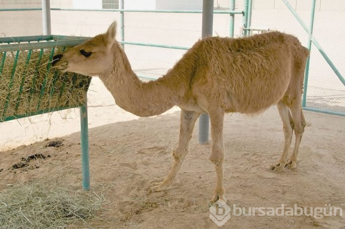 Bunlar gerçek mi?
