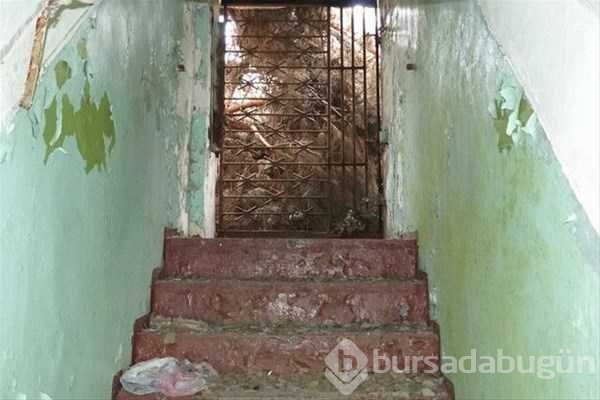 Ormandaki gizli kapının içinden bakın ne çıktı
