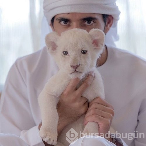 Dubai Prensi`nin çılgın fotoğrafları
