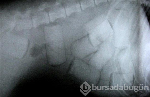 Kaçakçılar sınır tanımıyor