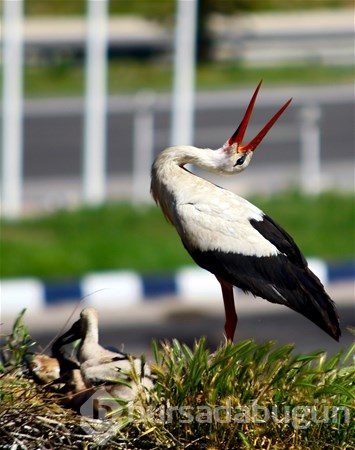 2017 yılına damga vuran fotoğraflar