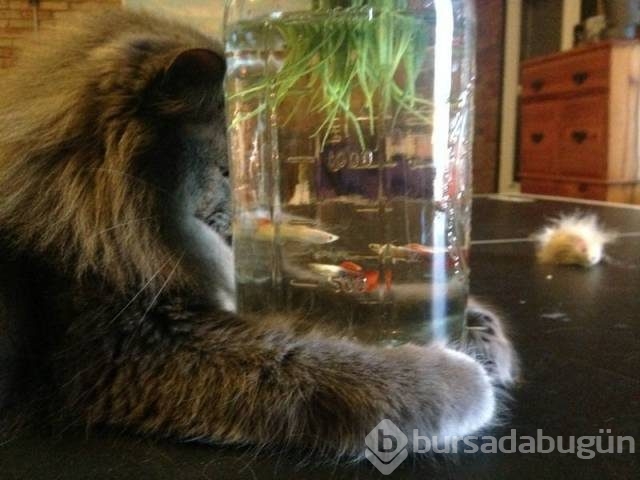 Günün en çılgın fotoğrafları
