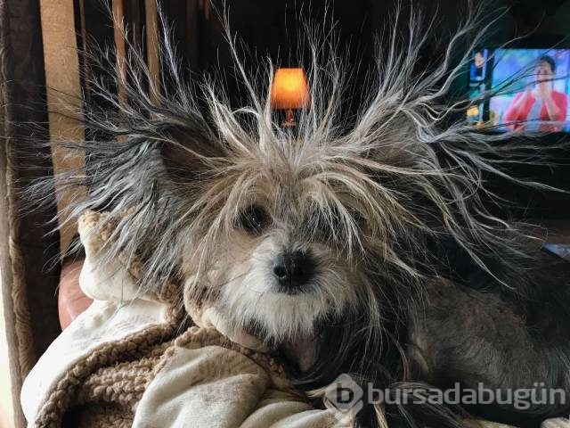 Günün en çılgın fotoğrafları