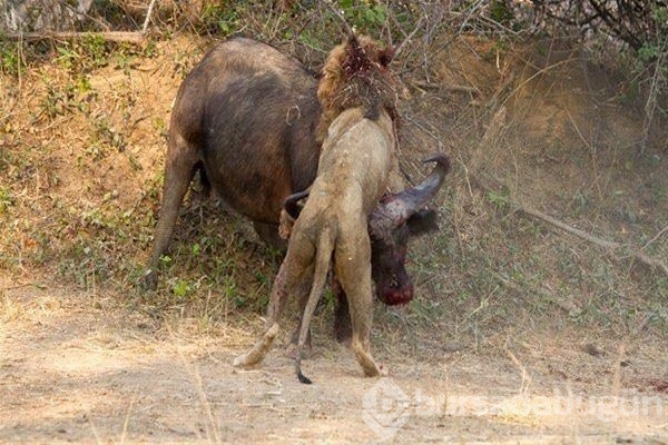 60 saniye süren ölüm kalım savaşı