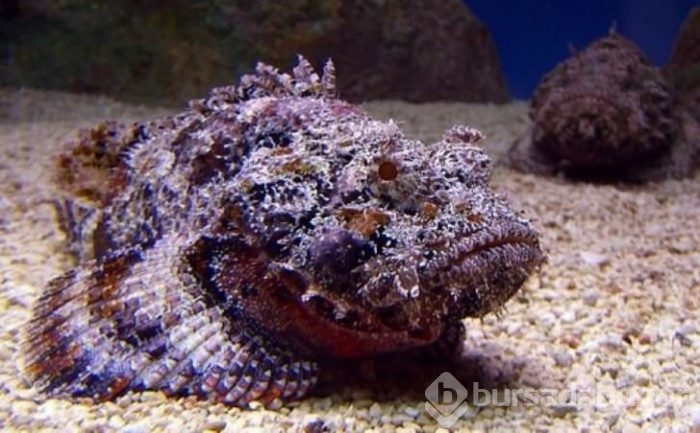 Başta taş sandılar ama gerçek çok farklı çıktı!
