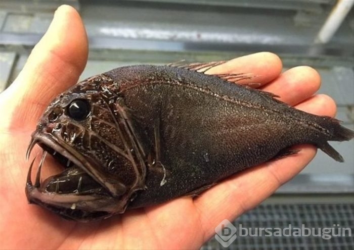 Başta taş sandılar ama gerçek çok farklı çıktı!
