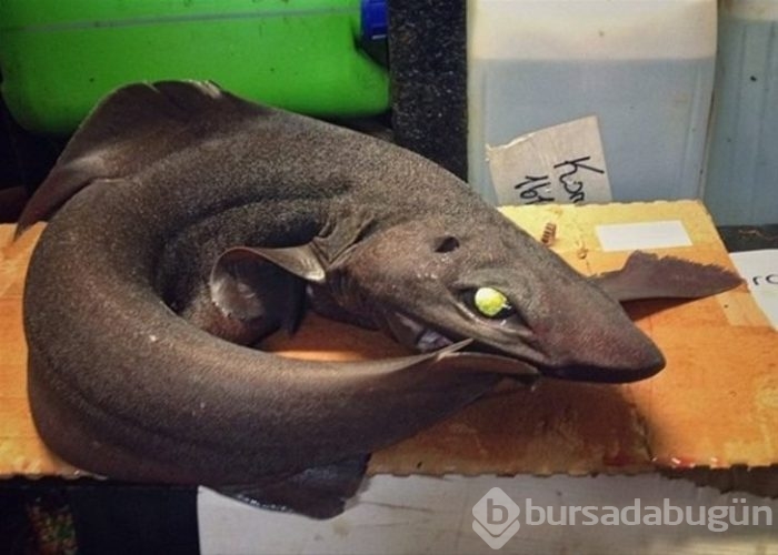 Başta taş sandılar ama gerçek çok farklı çıktı!
