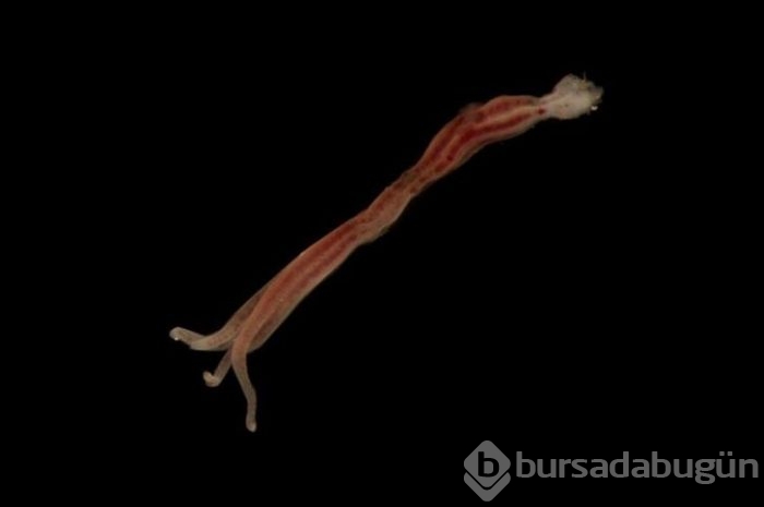 Başta taş sandılar ama gerçek çok farklı çıktı!
