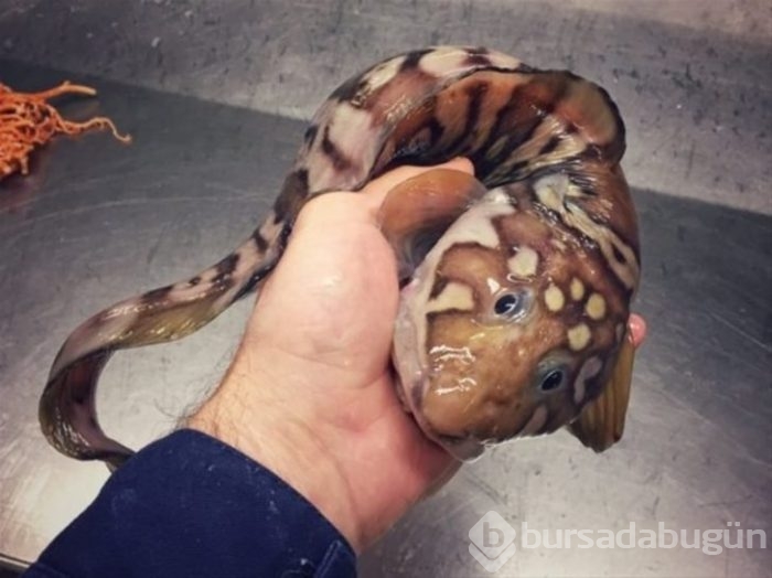 Başta taş sandılar ama gerçek çok farklı çıktı!
