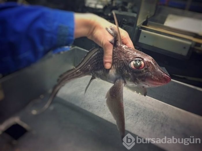 Başta taş sandılar ama gerçek çok farklı çıktı!
