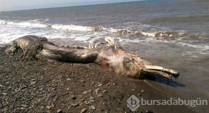 Başta taş sandılar ama gerçek çok farklı çıktı!

