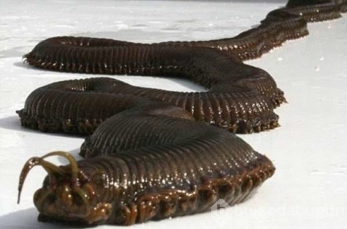 Başta taş sandılar ama gerçek çok farklı çıktı!
