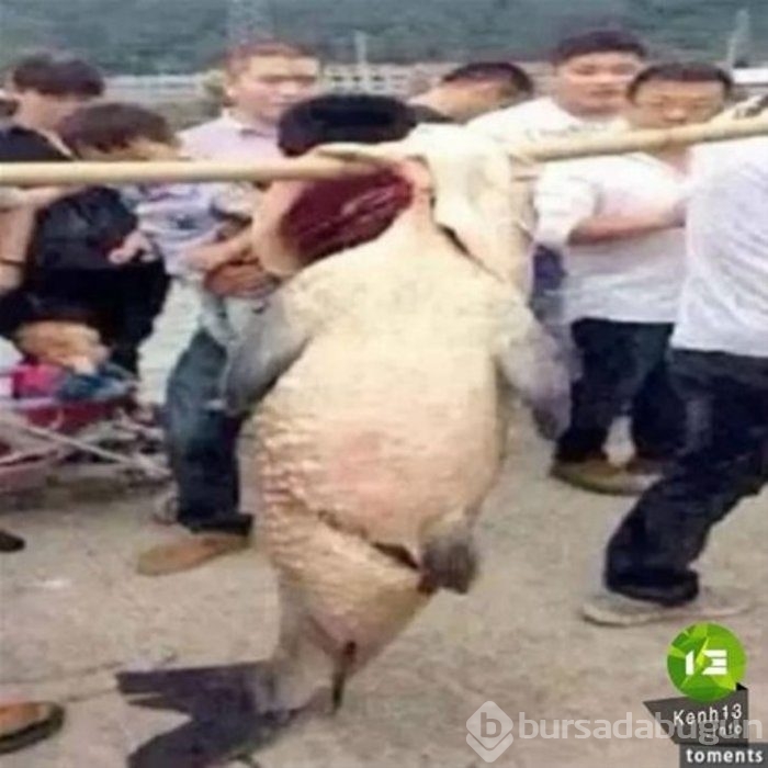 Başta taş sandılar ama gerçek çok farklı çıktı!
