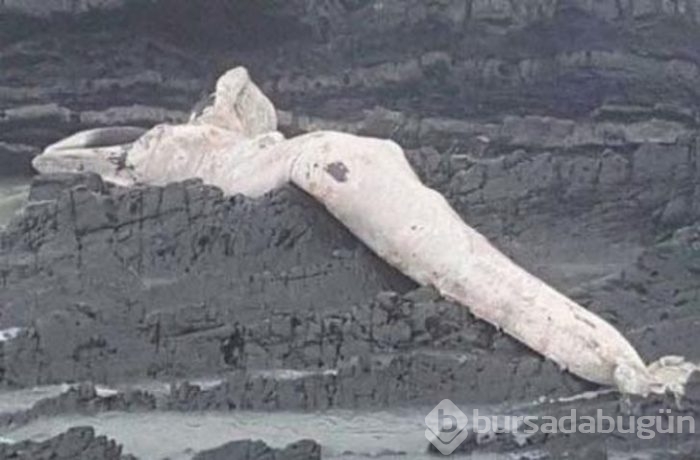 Başta taş sandılar ama gerçek çok farklı çıktı!
