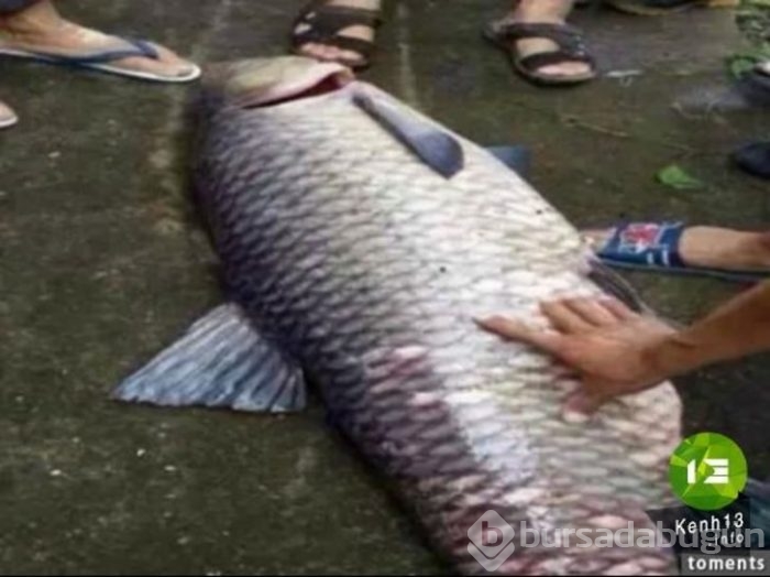 Başta taş sandılar ama gerçek çok farklı çıktı!
