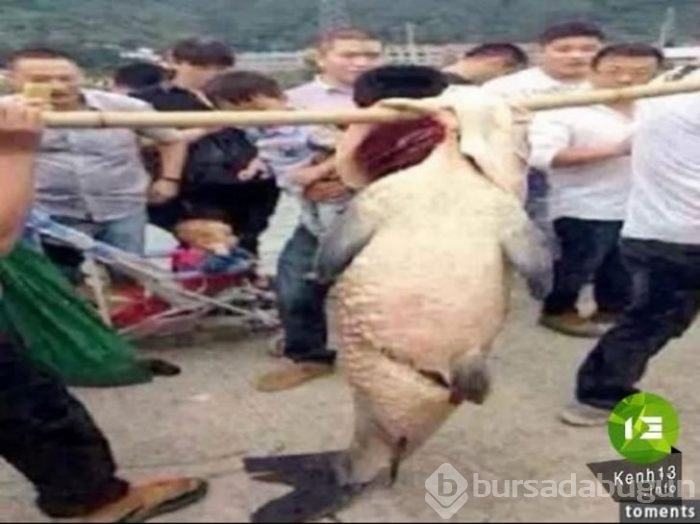 Başta taş sandılar ama gerçek çok farklı çıktı!
