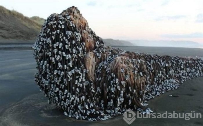 Başta taş sandılar ama gerçek çok farklı çıktı!

