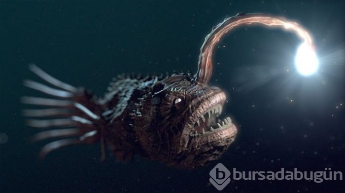 Başta taş sandılar ama gerçek çok farklı çıktı!
