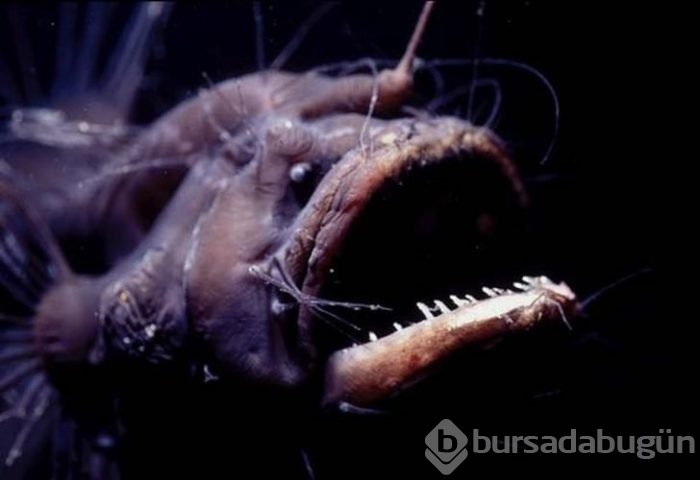 Başta taş sandılar ama gerçek çok farklı çıktı!

