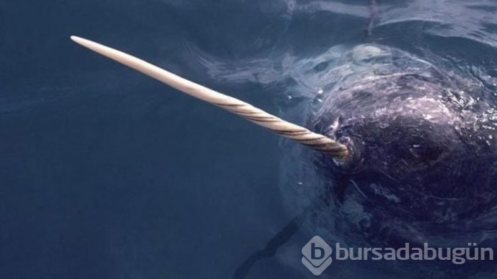 Başta taş sandılar ama gerçek çok farklı çıktı!
