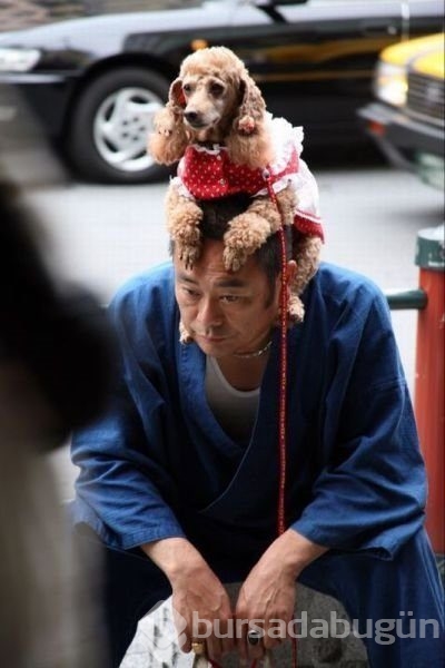 Japonya'yı bir de böyle görün!