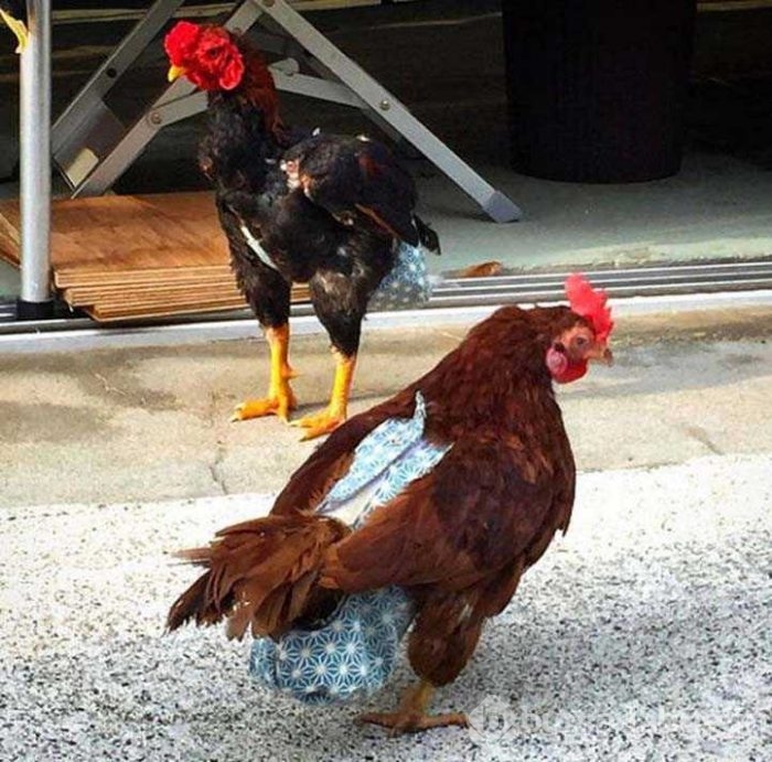 İcat edilmiş en garip buluşlar
