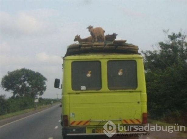Afrika'dan ilginç kareler!