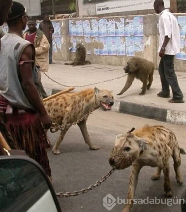 Afrika'dan ilginç kareler!