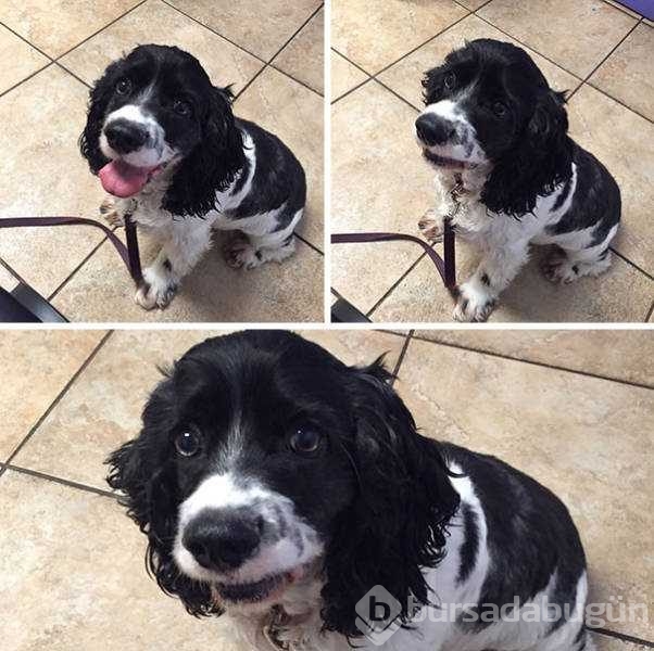 Veterinerden korkan köpeklerin komik tepkileri