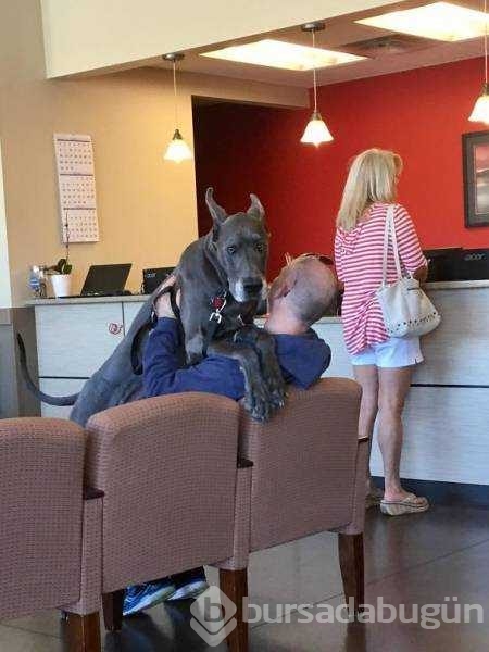 Veterinerden korkan köpeklerin komik tepkileri