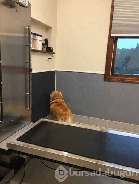 Veterinerden korkan köpeklerin komik tepkileri