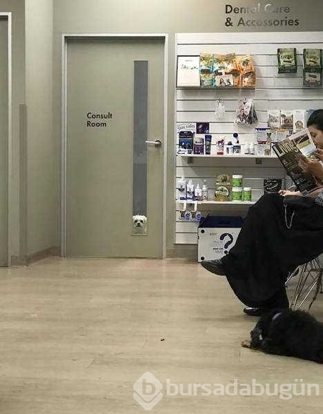 Veterinerden korkan köpeklerin komik tepkileri