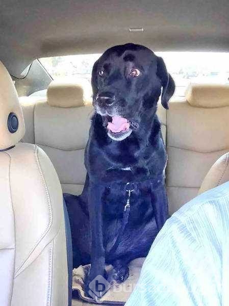 Veterinerden korkan köpeklerin komik tepkileri