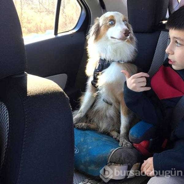 Veterinerden korkan köpeklerin komik tepkileri
