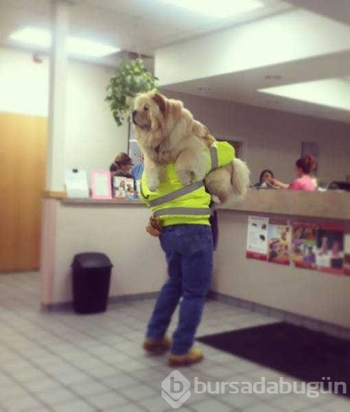 Veterinerden korkan köpeklerin komik tepkileri