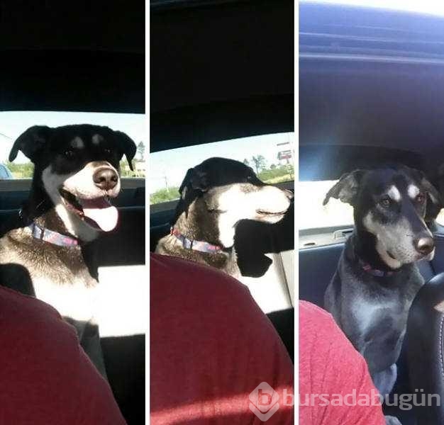 Veterinerden korkan köpeklerin komik tepkileri