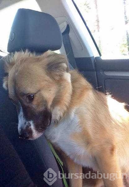 Veterinerden korkan köpeklerin komik tepkileri
