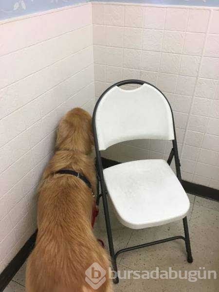 Veterinerden korkan köpeklerin komik tepkileri