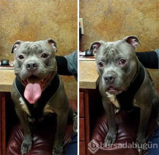 Veterinerden korkan köpeklerin komik tepkileri