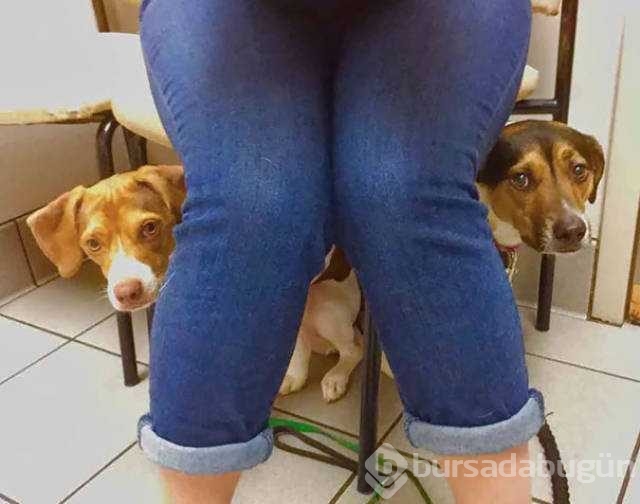Veterinerden korkan köpeklerin komik tepkileri