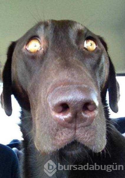Veterinerden korkan köpeklerin komik tepkileri