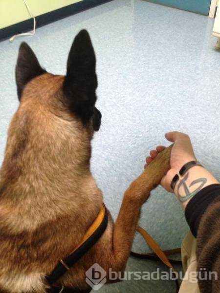 Veterinerden korkan köpeklerin komik tepkileri