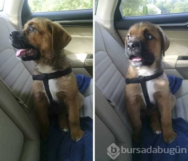 Veterinerden korkan köpeklerin komik tepkileri