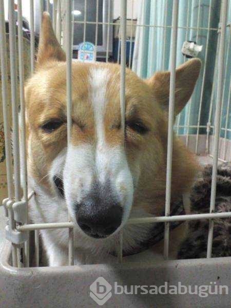 Veterinerden korkan köpeklerin komik tepkileri