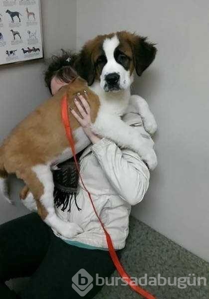 Veterinerden korkan köpeklerin komik tepkileri