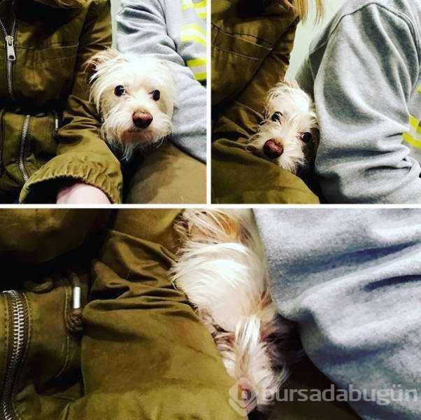 Veterinerden korkan köpeklerin komik tepkileri